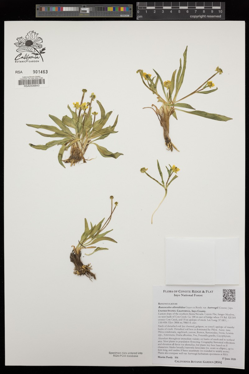 Ranunculus alismifolius var. hartwegii photo 7