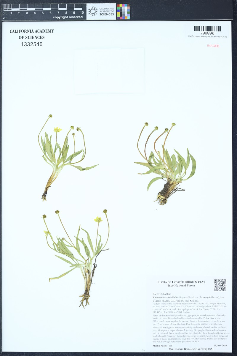 Ranunculus alismifolius var. hartwegii photo 8
