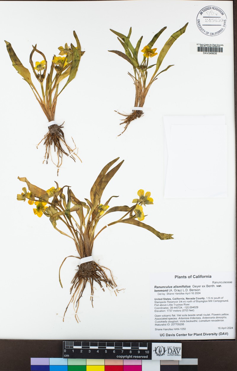 Ranunculus alismifolius var. lemmonii