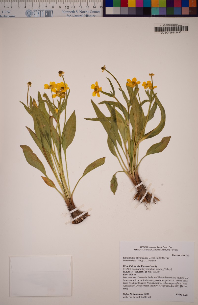 Ranunculus alismifolius var. lemmonii photo 2