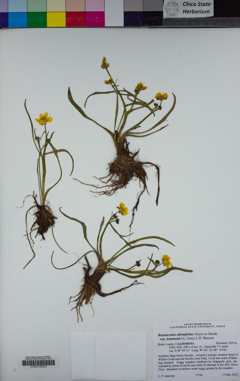 Ranunculus alismifolius var. lemmonii photo 3