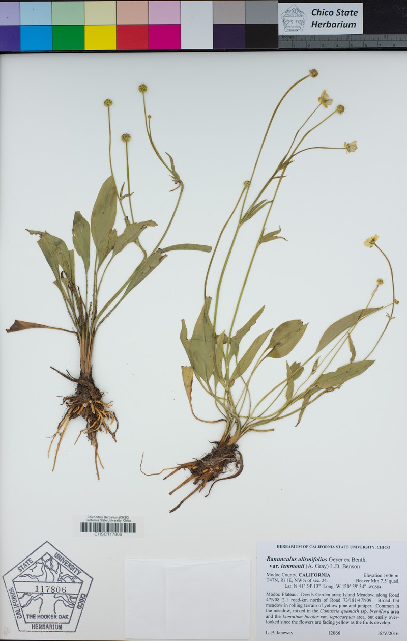 Ranunculus alismifolius var. lemmonii photo 4