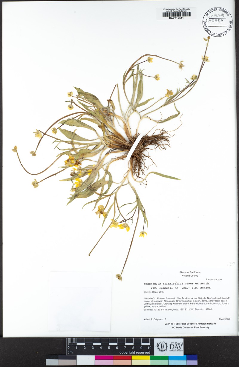 Ranunculus alismifolius var. lemmonii photo 5