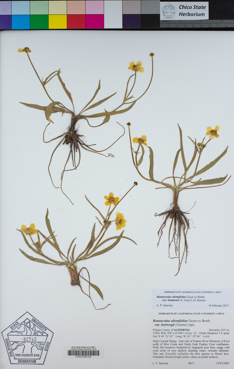 Ranunculus alismifolius var. lemmonii photo 6
