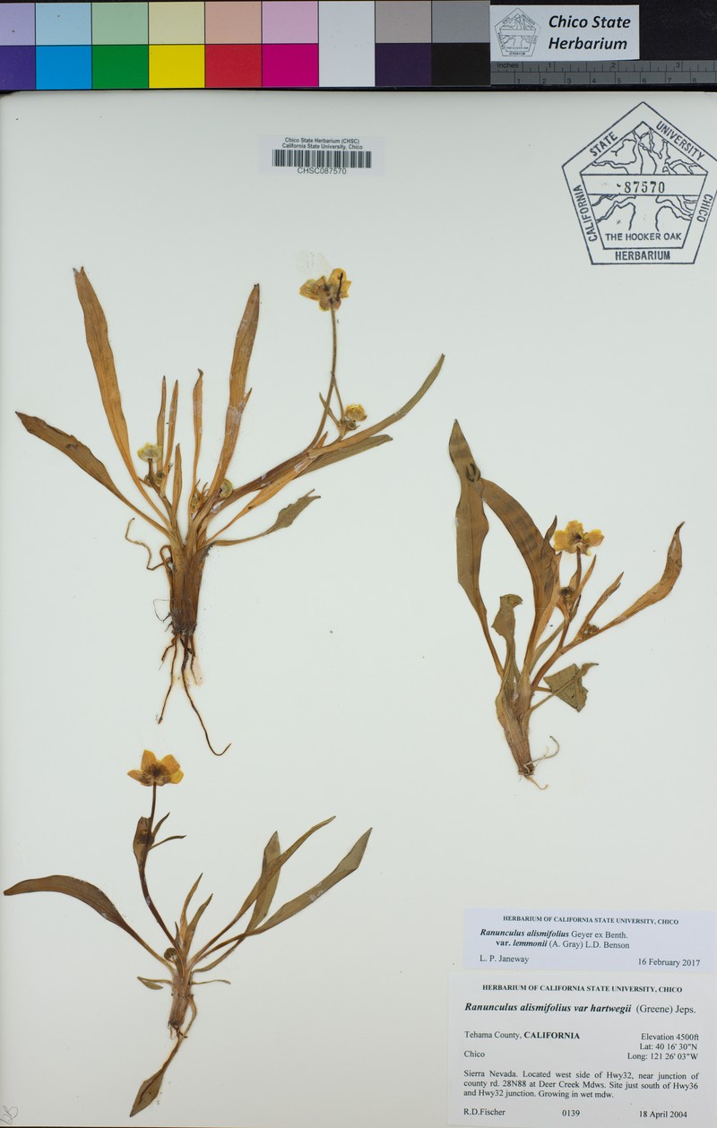 Ranunculus alismifolius var. lemmonii photo 7