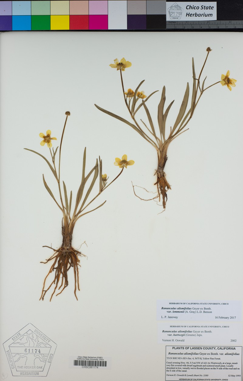 Ranunculus alismifolius var. lemmonii photo 8