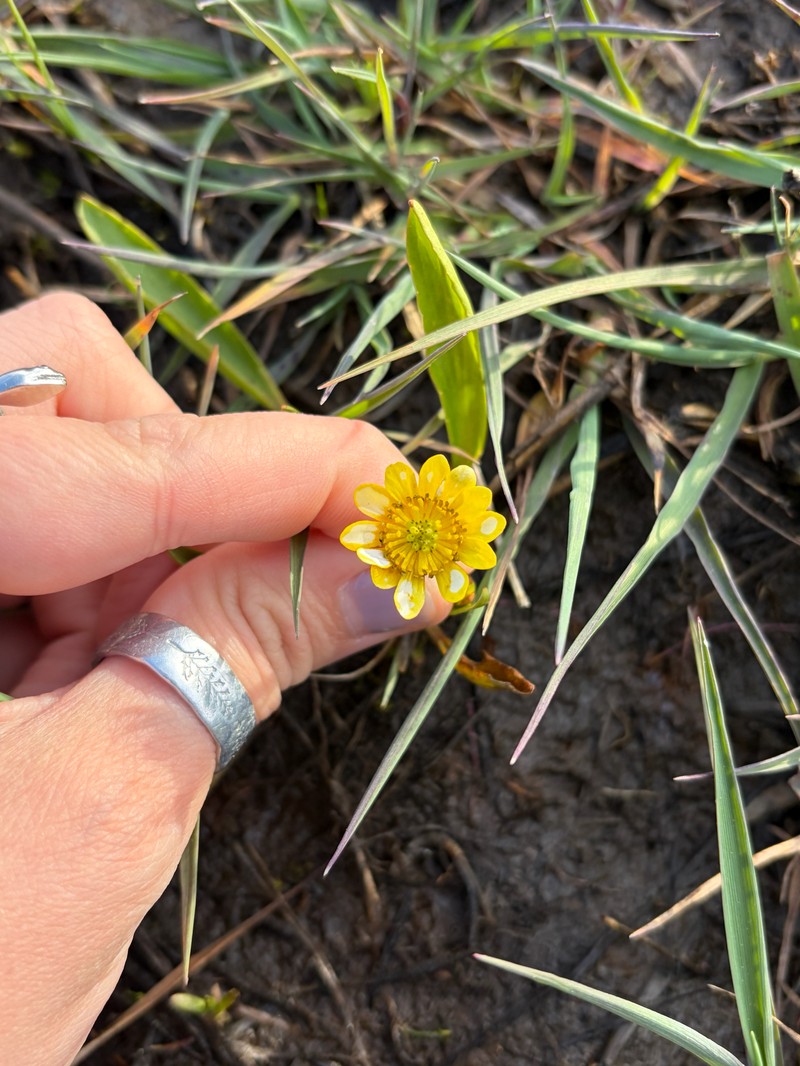 Ranunculus alismifolius var. montanus