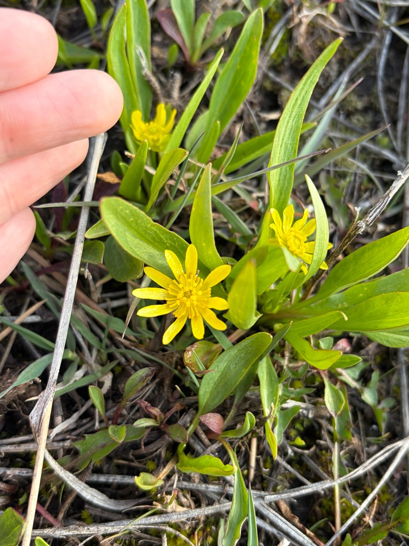 Ranunculus alismifolius var. montanus photo 2