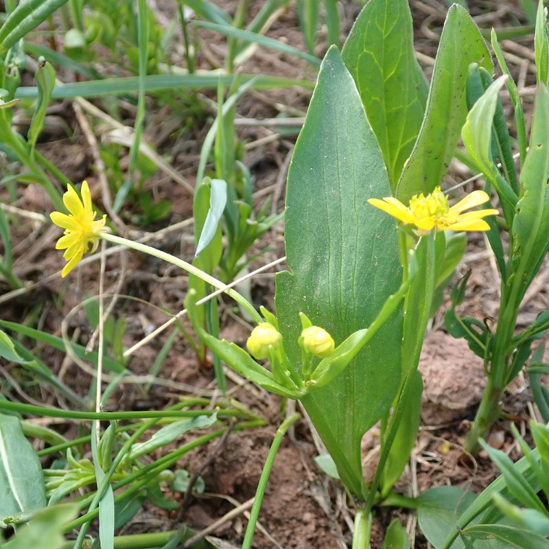 Ranunculus alismifolius var. montanus photo 4