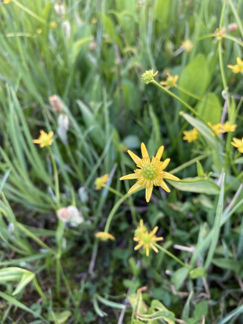 Ranunculus alismifolius var. montanus photo 5