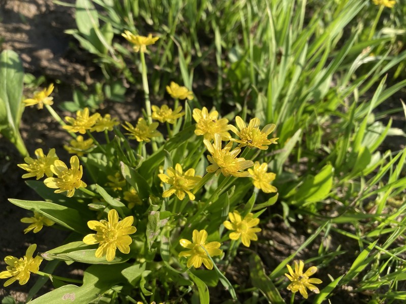 Ranunculus alismifolius var. montanus photo 6