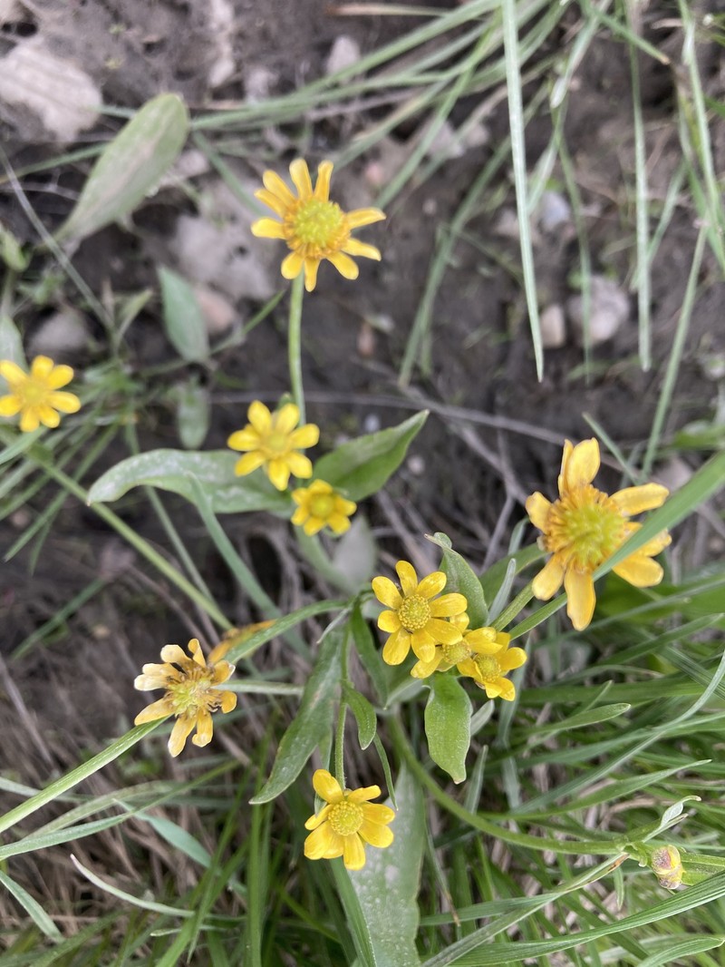 Ranunculus alismifolius var. montanus photo 7
