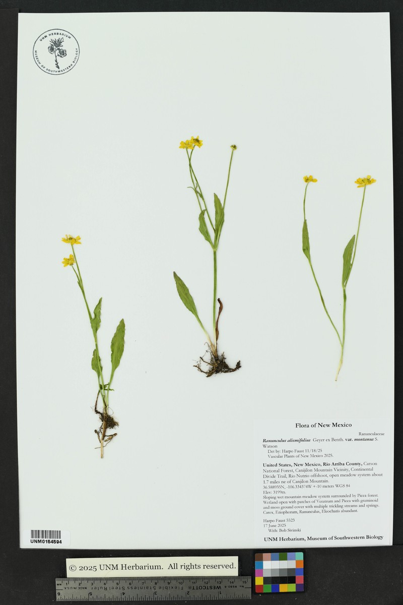 Ranunculus alismifolius var. montanus photo 8