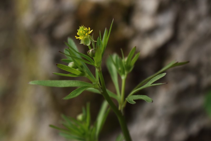 Allegheny Mountain Buttercup