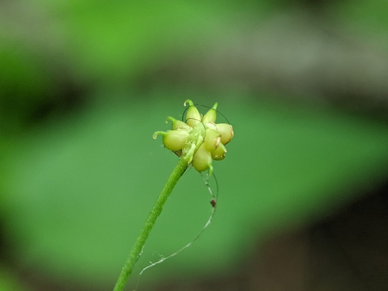 Allegheny Mountain Buttercup photo 2