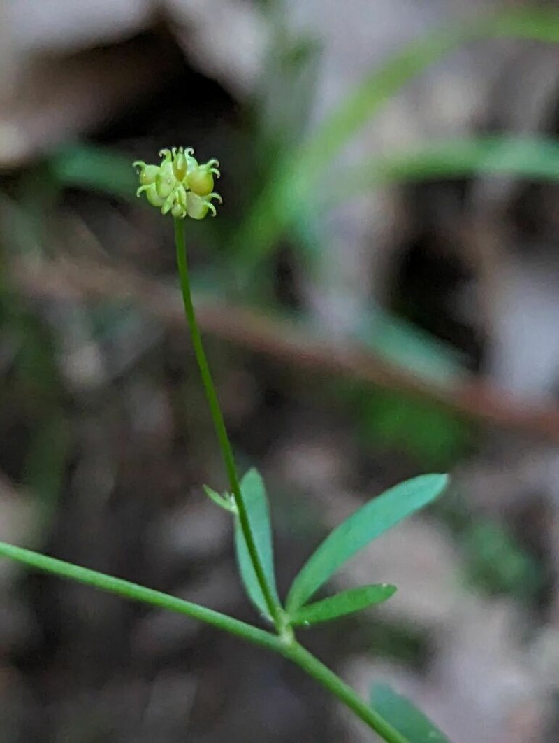 Allegheny Mountain Buttercup photo 3
