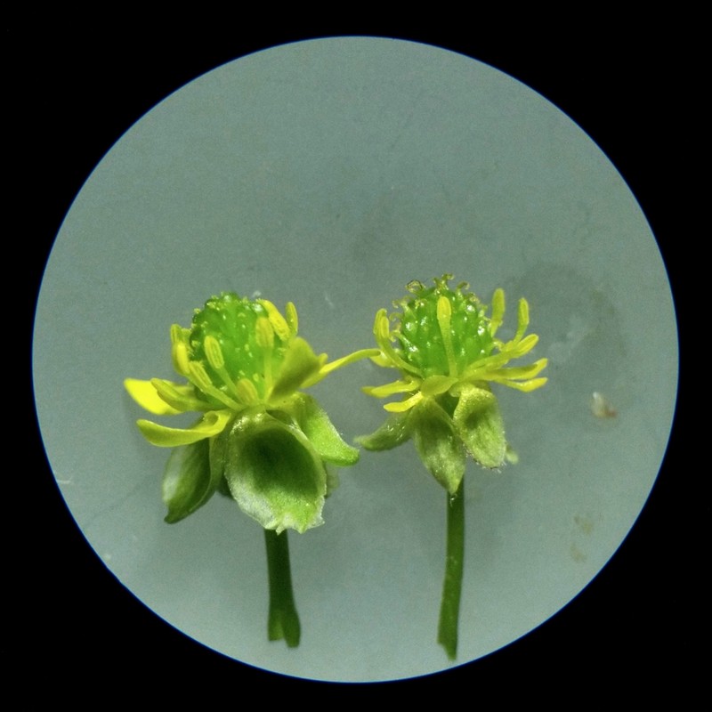 Allegheny Mountain Buttercup photo 4