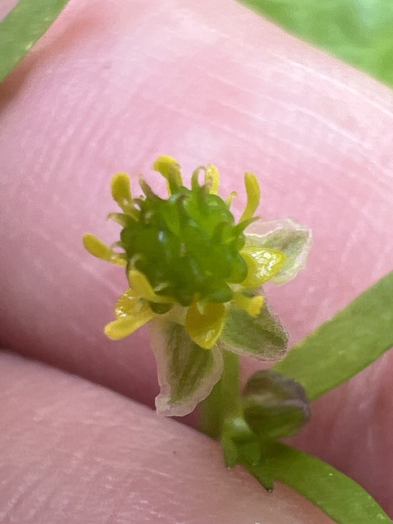 Allegheny Mountain Buttercup photo 5