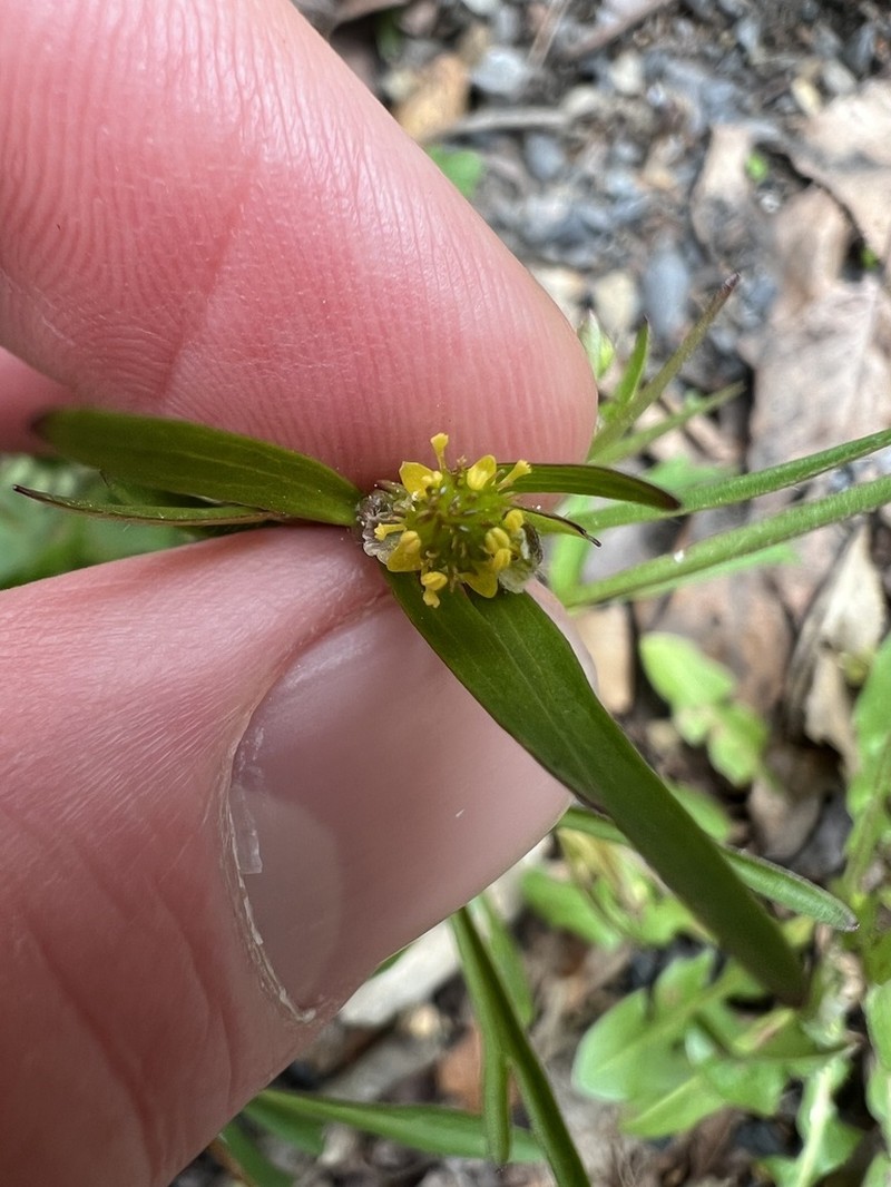 Allegheny Mountain Buttercup photo 6