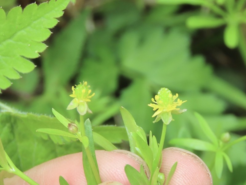 Allegheny Mountain Buttercup photo 7