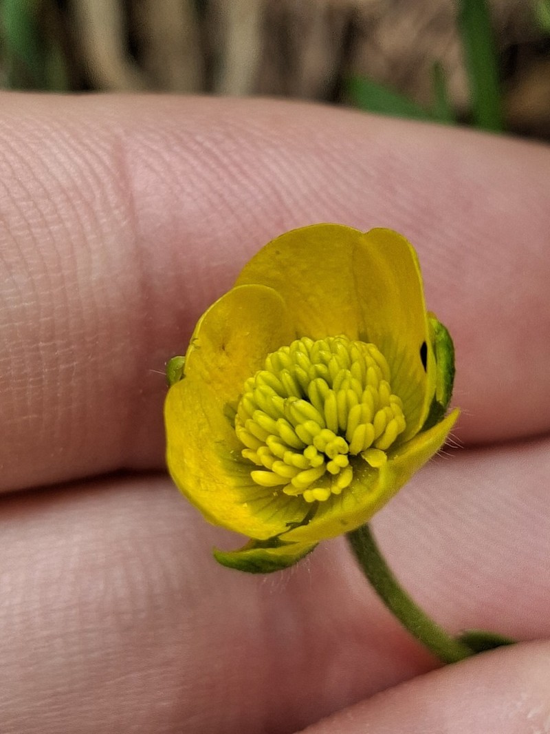 Ranunculus allemannii