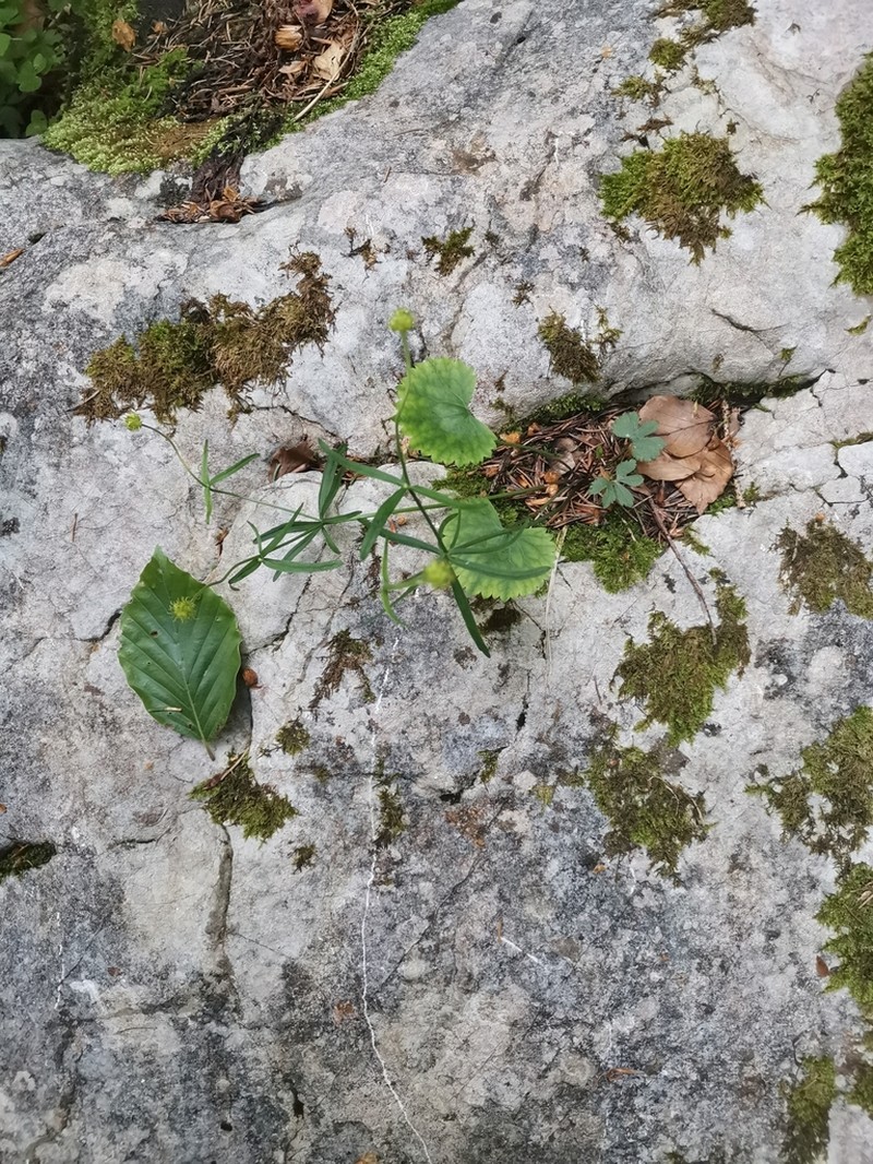 Ranunculus allemannii photo 2