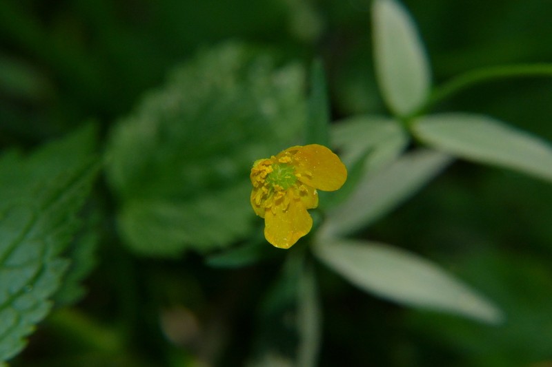 Ranunculus allemannii photo 3