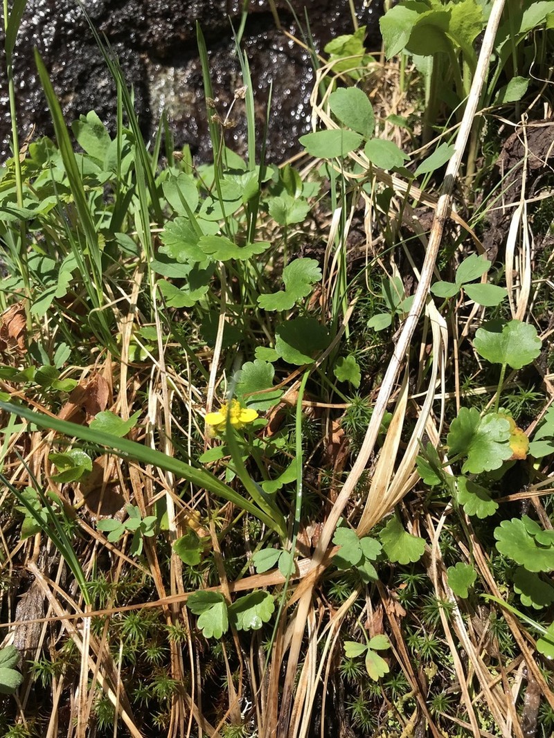 Allen's Buttercup