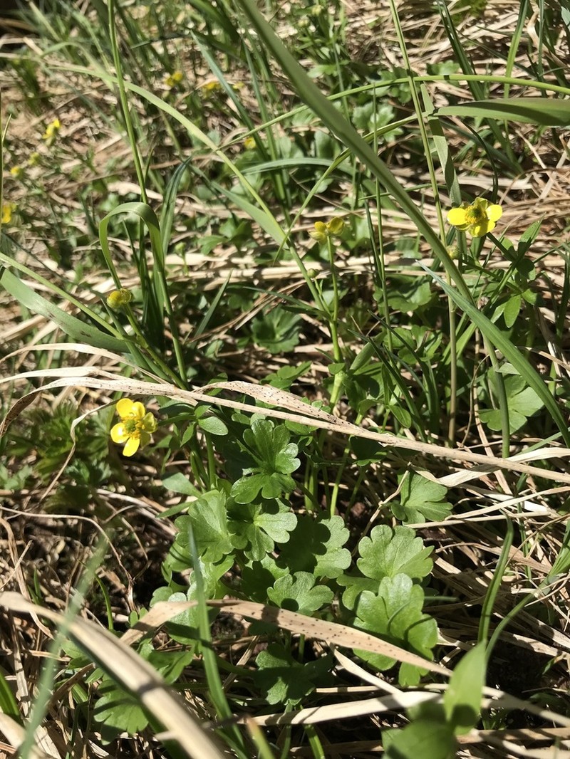 Allen's Buttercup photo 2
