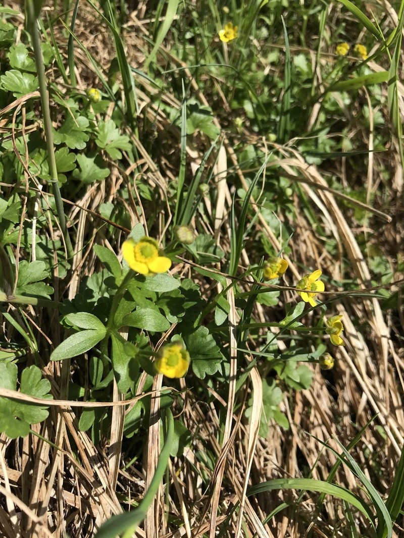 Allen's Buttercup photo 3