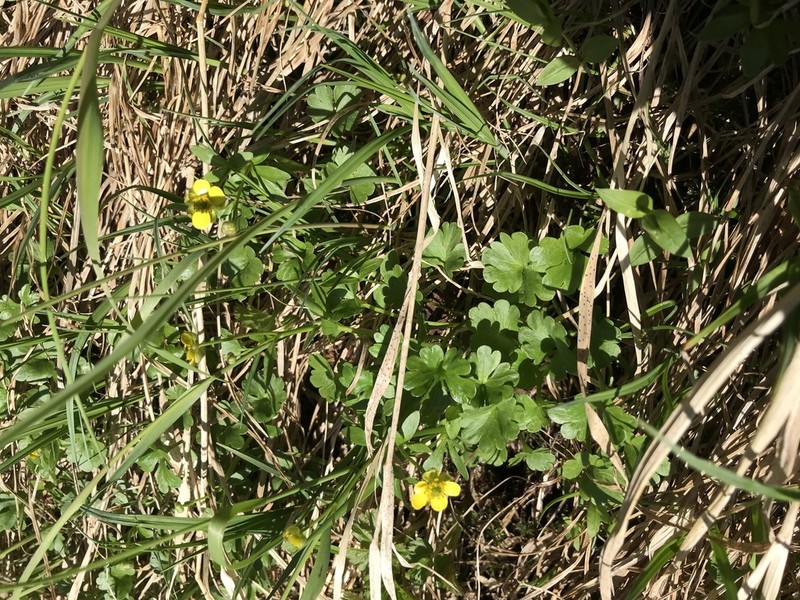 Allen's Buttercup photo 4