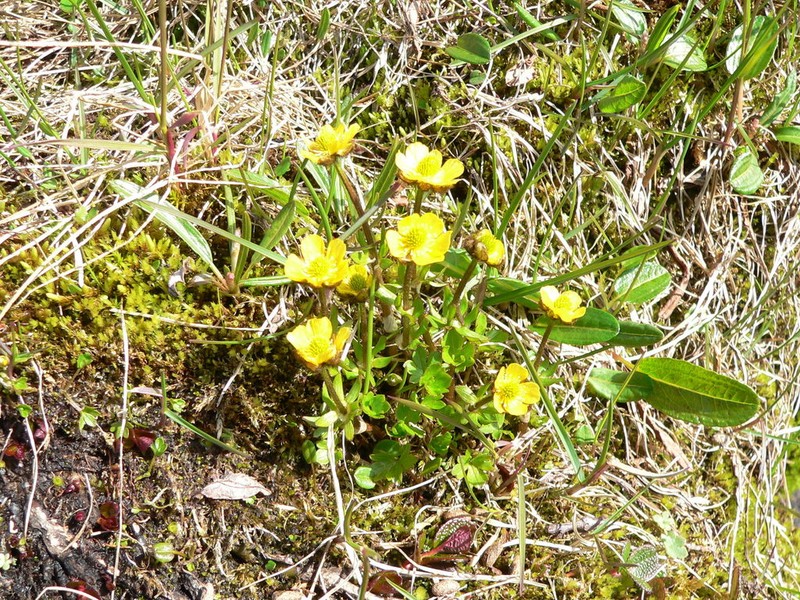 Allen's Buttercup photo 5