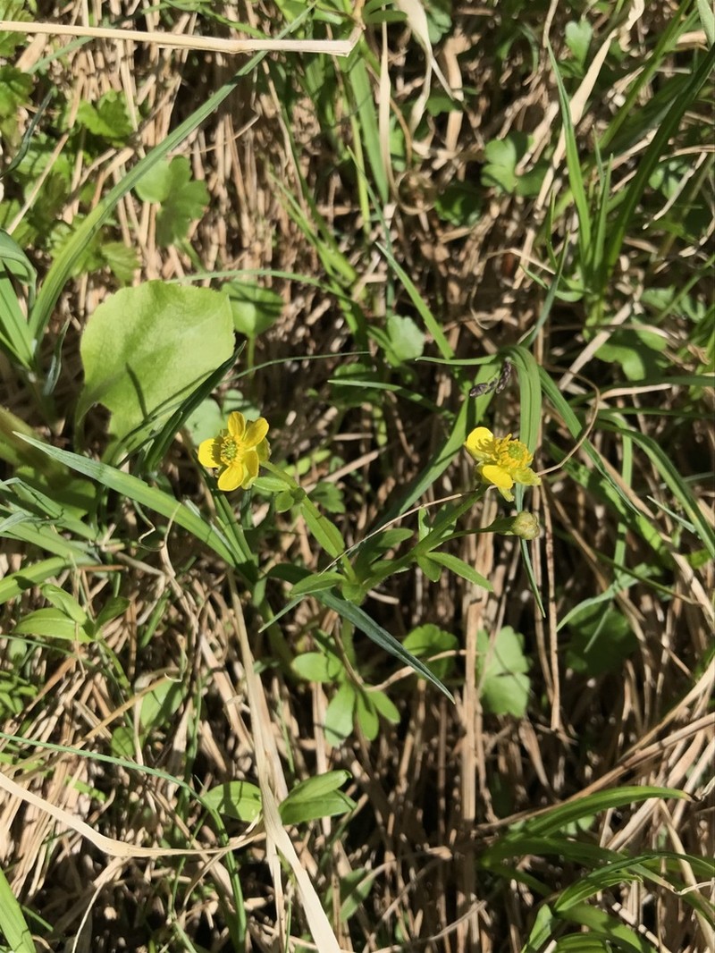 Allen's Buttercup photo 6