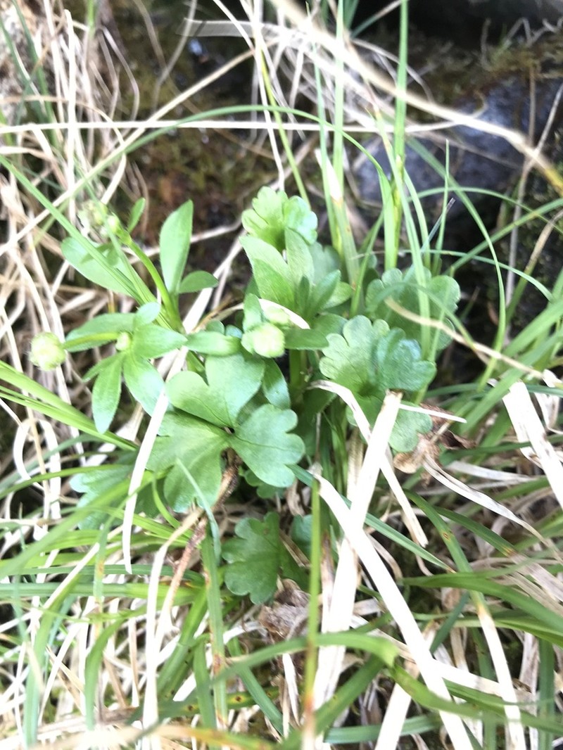 Allen's Buttercup photo 7
