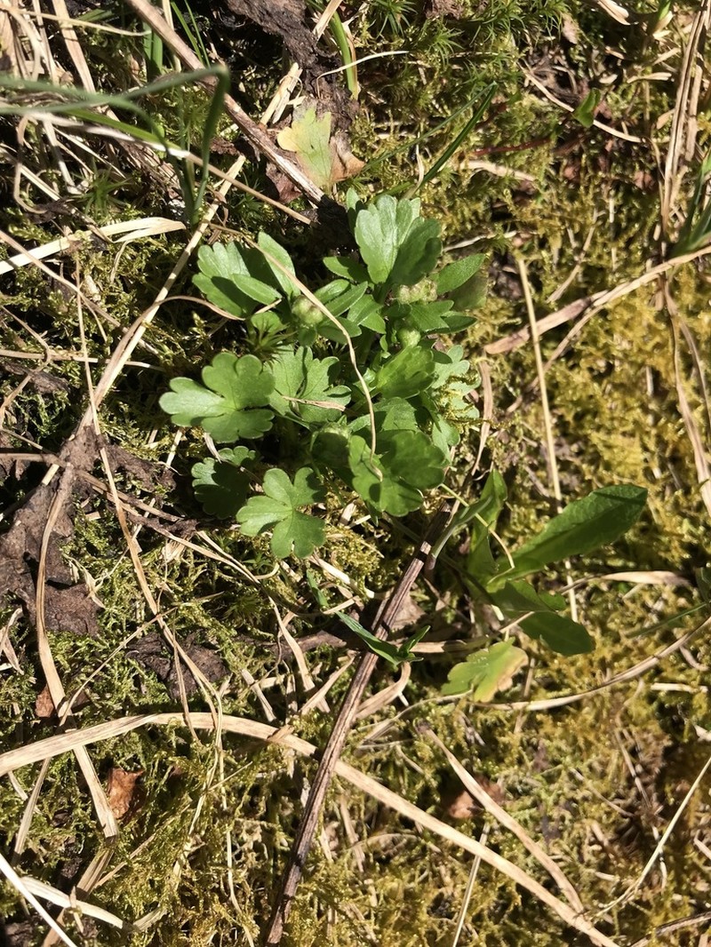 Allen's Buttercup photo 8