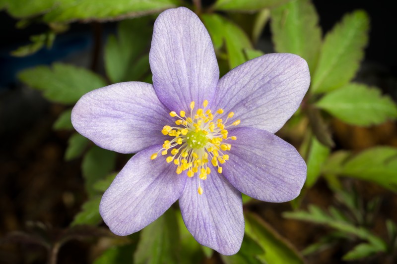 Allen's Buttercup photo 2