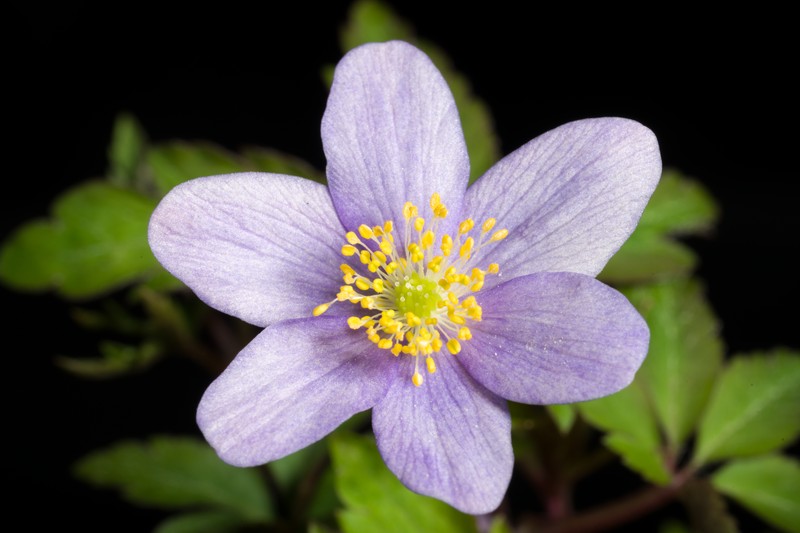 Allen's Buttercup photo 3
