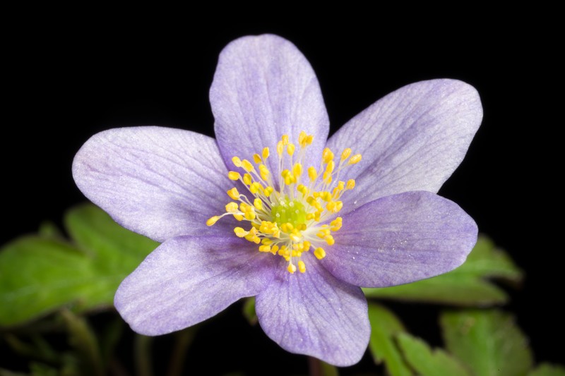 Allen's Buttercup photo 4