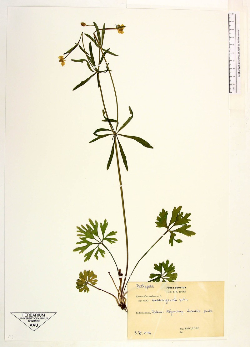 Ranunculus almquistii