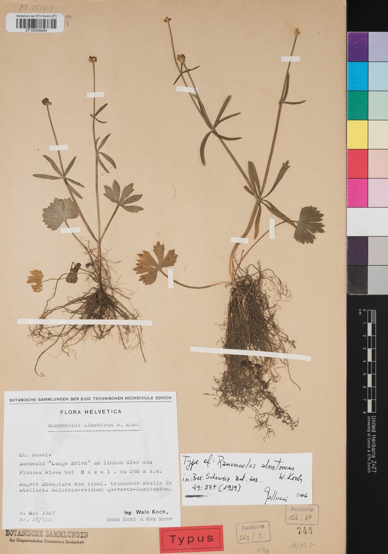 Ranunculus alnetorum