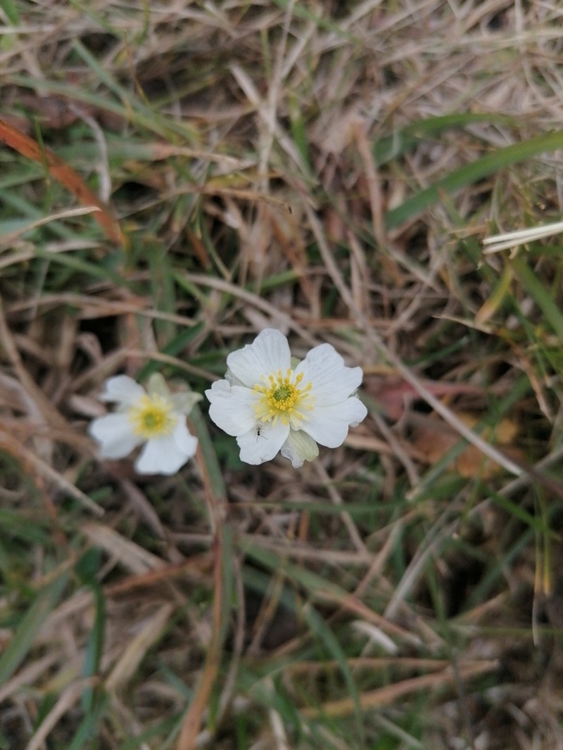 Ranunculus alpestris