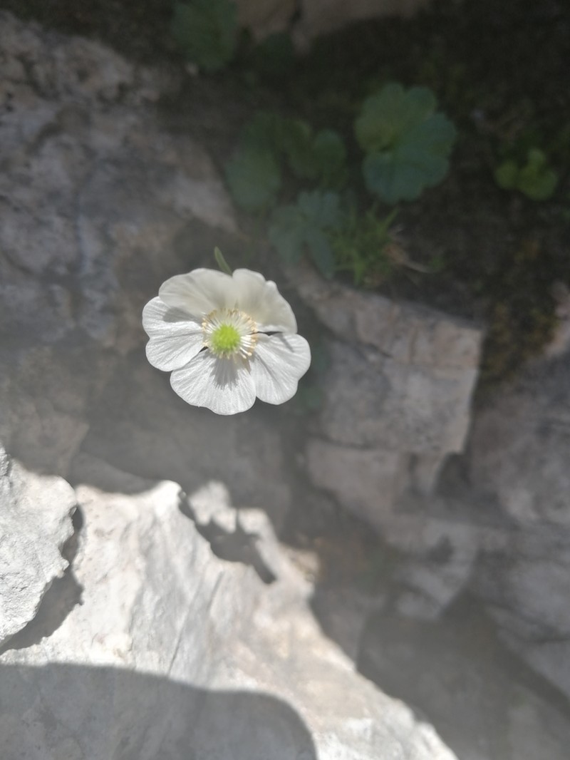 Ranunculus alpestris photo 2