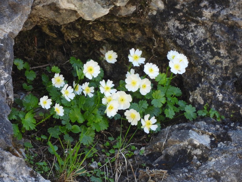 Ranunculus alpestris photo 3