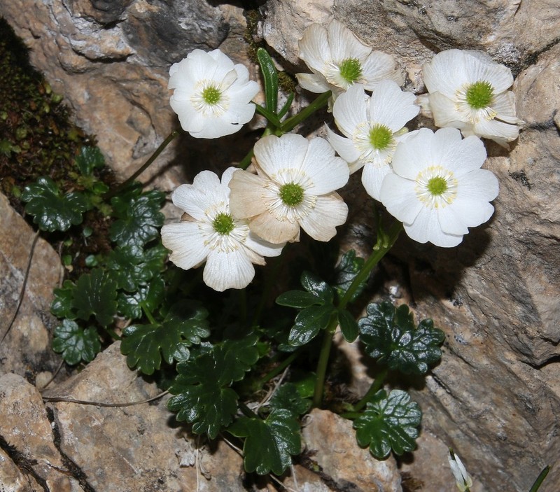 Ranunculus alpestris photo 4