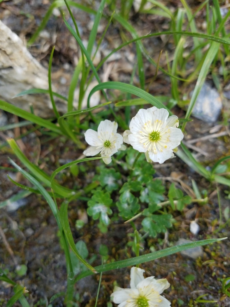 Ranunculus alpestris photo 5