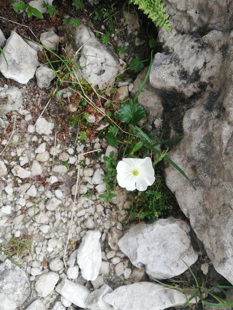 Ranunculus alpestris photo 6