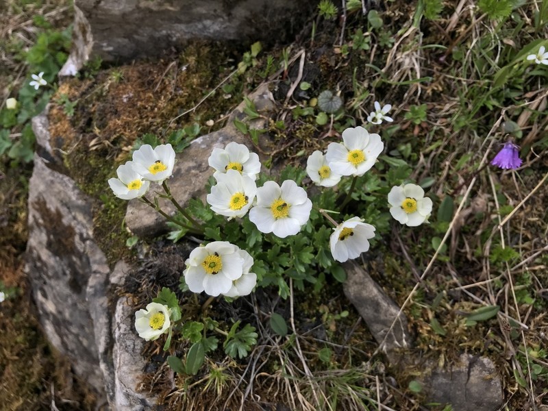 Ranunculus alpestris photo 7