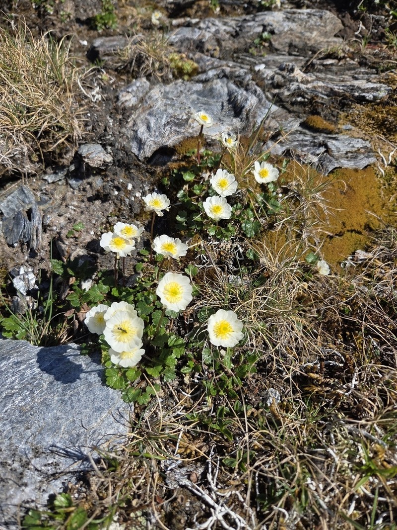 Ranunculus alpestris photo 8