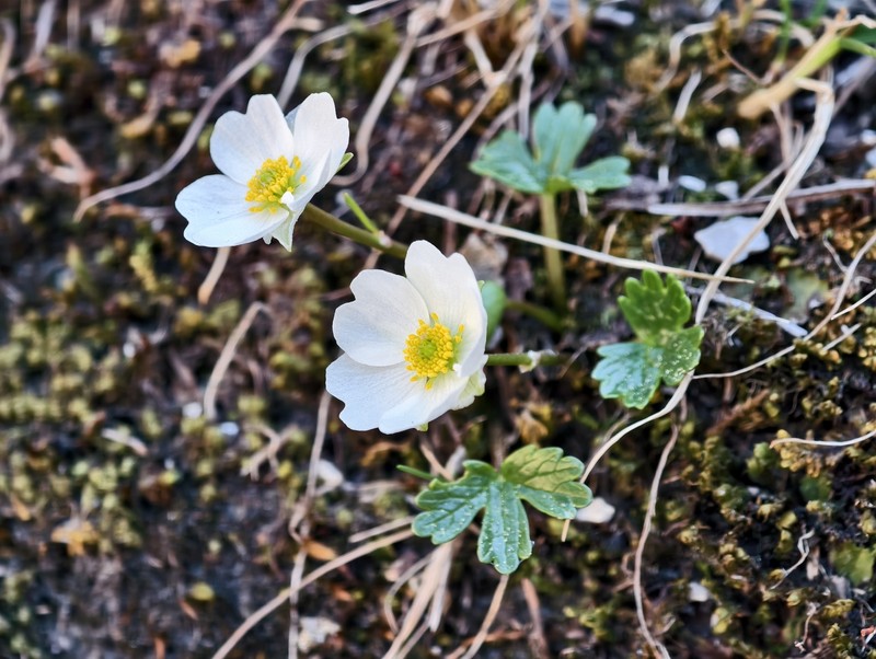 Ranunculus alpestris subsp. alpestris