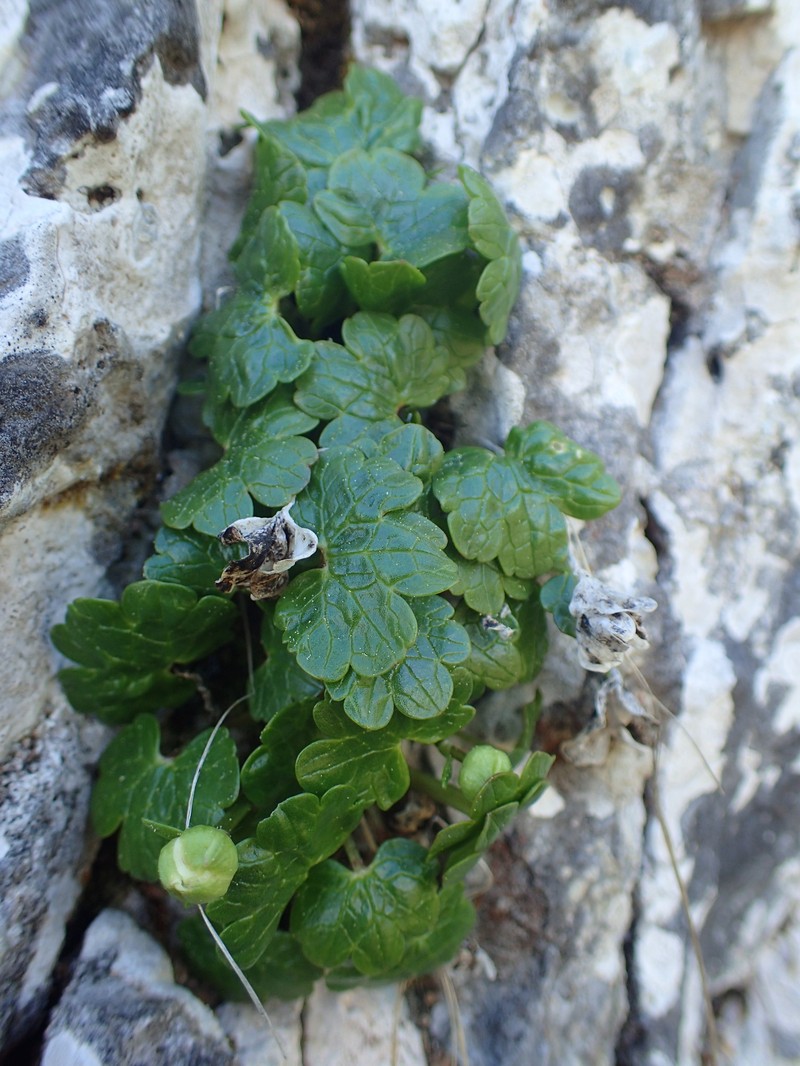 Ranunculus alpestris subsp. alpestris photo 2